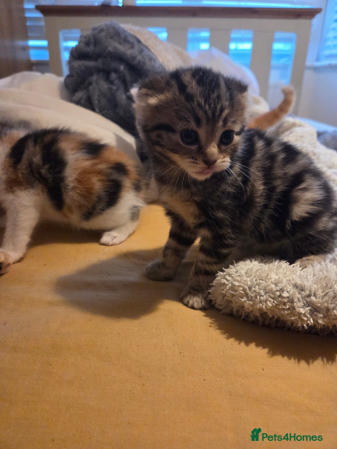 Scottish Fold cats for sale: Beautiful Scottish Folds - Image 8