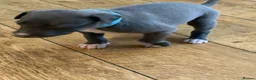 Whippet dogs for sale: Beautiful whippet puppies - Advert 9