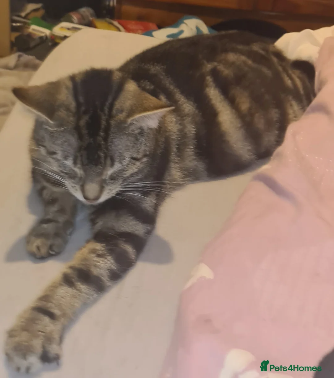 Mixed Breed cats for sale: 4 kittens ready to be homed - Advert 7