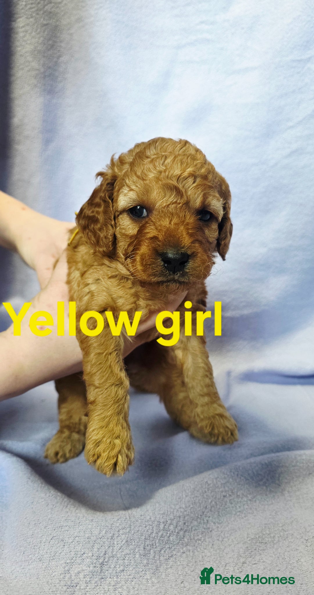 Mini Goldendoodle dogs for sale: Mini F1B Goldendoodles in Ballymoney - Advert 1