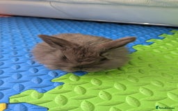 Mini Lop rabbits for sale: Cute mini lops - Image 4