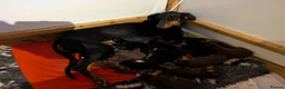 Dobermann dogs for sale: Beautiful KC Doberman Pups - Advert 2