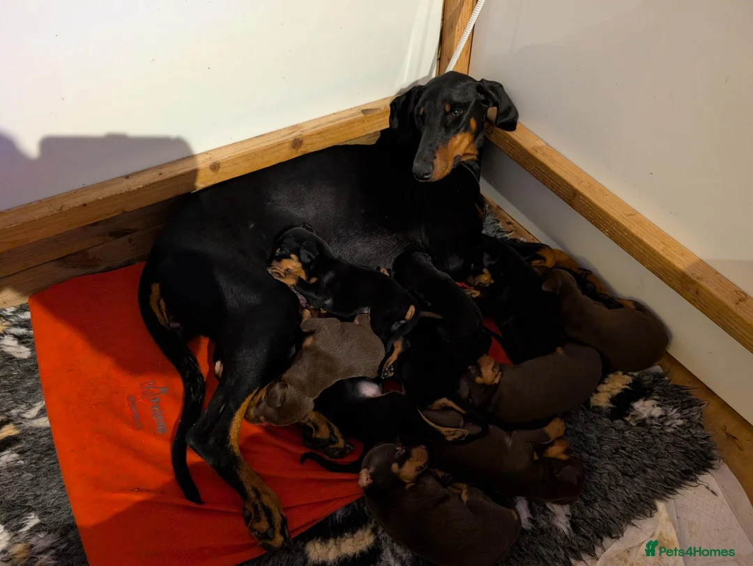 Dobermann dogs for sale: Beautiful KC Doberman Pups - Advert 2