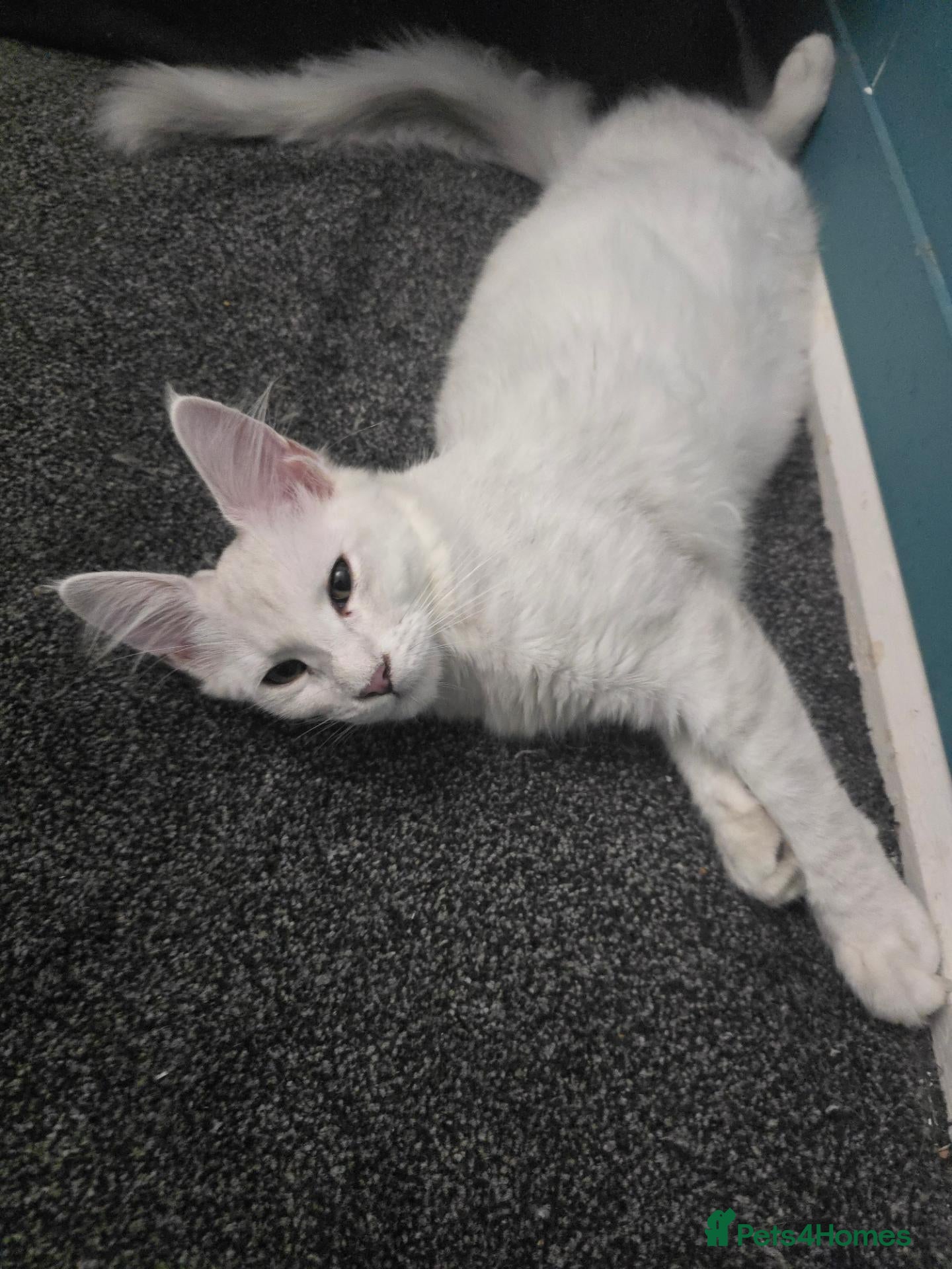 Maine Coon cats Blue Silver Chinchilla Male Maine Coon Kitten RARE - Advert 2