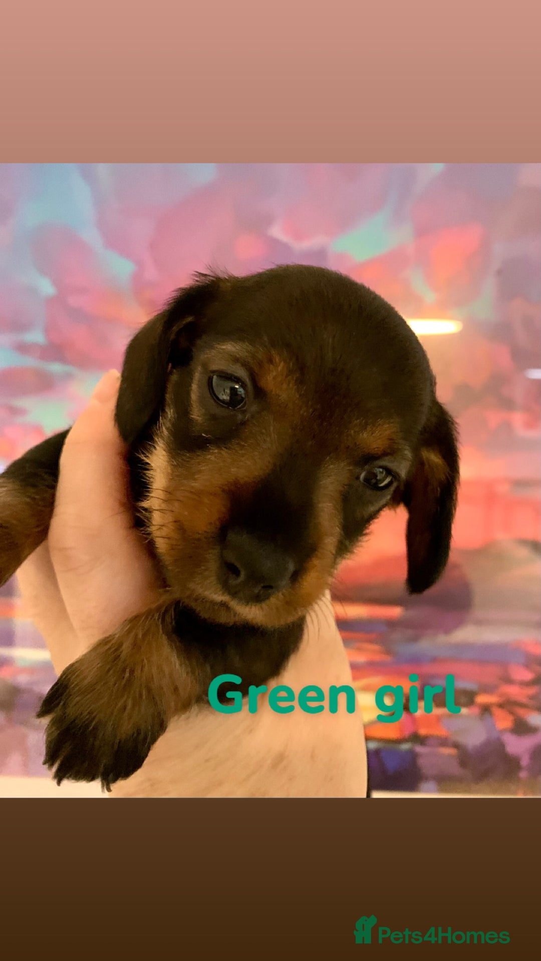 Miniature Dachshund dogs for sale: Miniature wirehaired daschunds - Advert 10