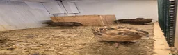Quail poultry for sale: Four Male quail for sale for aviary in Doncaster - Advert 4