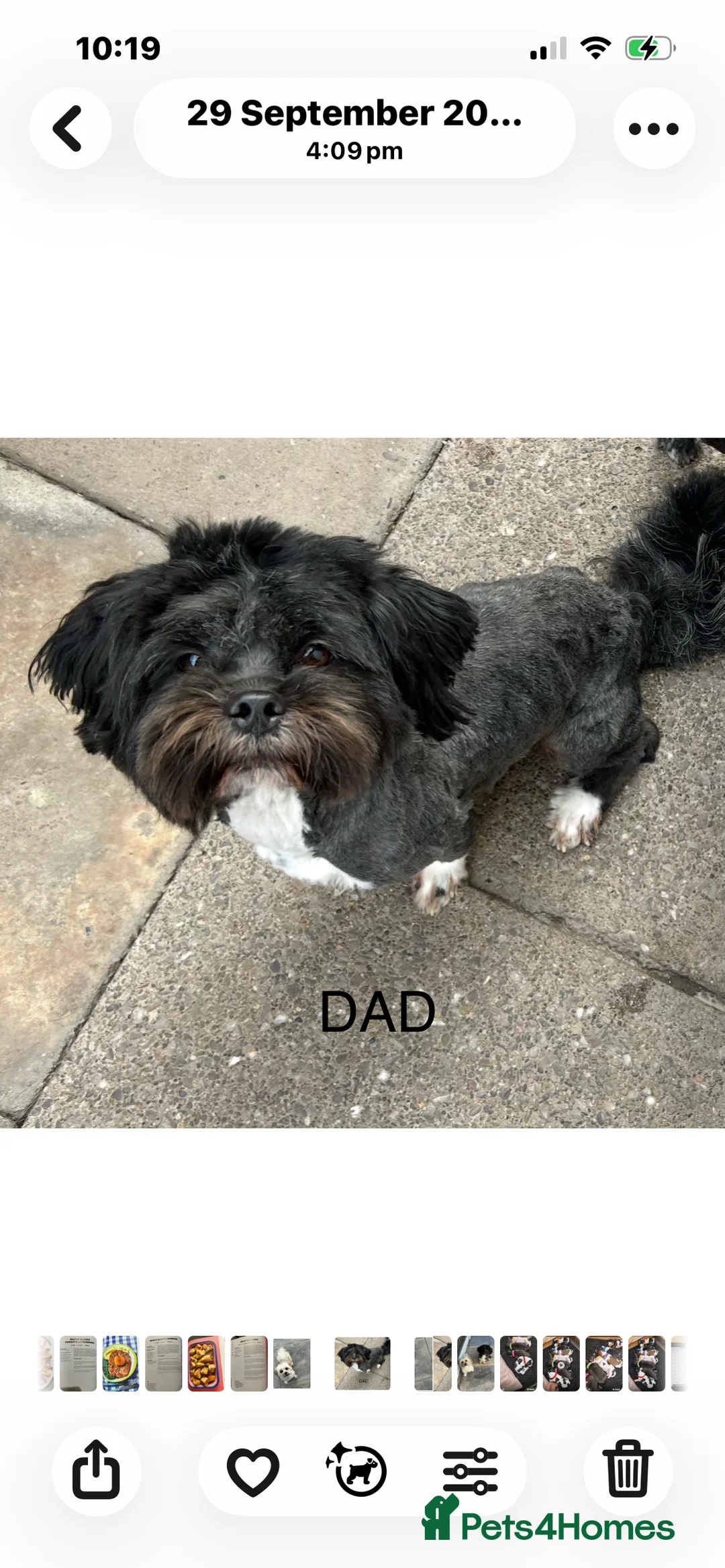 Lhasa Apso dogs for sale: Lhasa Apso PUPS DUE 6/3/26 kc reg - Advert 4