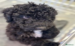 Cockapoo dogs for sale: Beautiful Cockapoos Full Health Tested  - Image 6