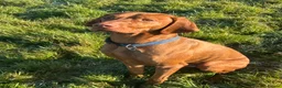 Hungarian Vizsla dogs for stud: Danko is Ready to Meet New Girlfriends. - Advert 1