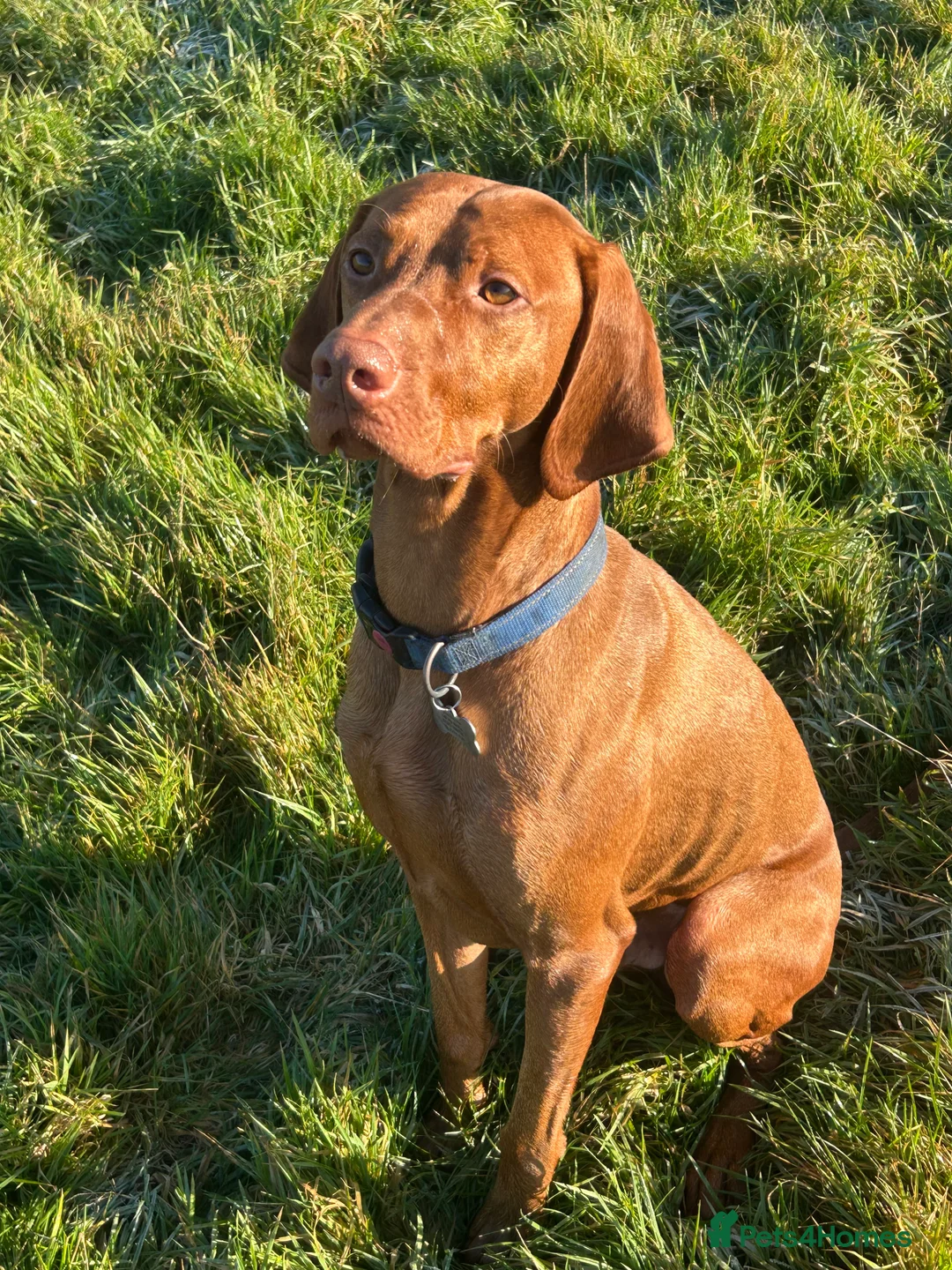Hungarian Vizsla dogs for stud: Danko is Ready to Meet New Girlfriends. - Advert 1