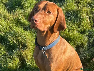 Hungarian Vizsla dogs Danko is Ready to Meet New Girlfriends. - Advert 3