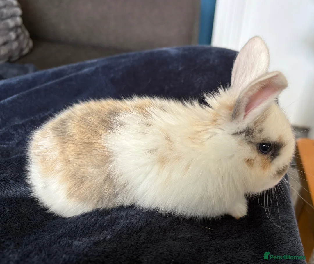 Mini Lop rabbits for sale: Pure bred mini lop bunnies - Advert 2