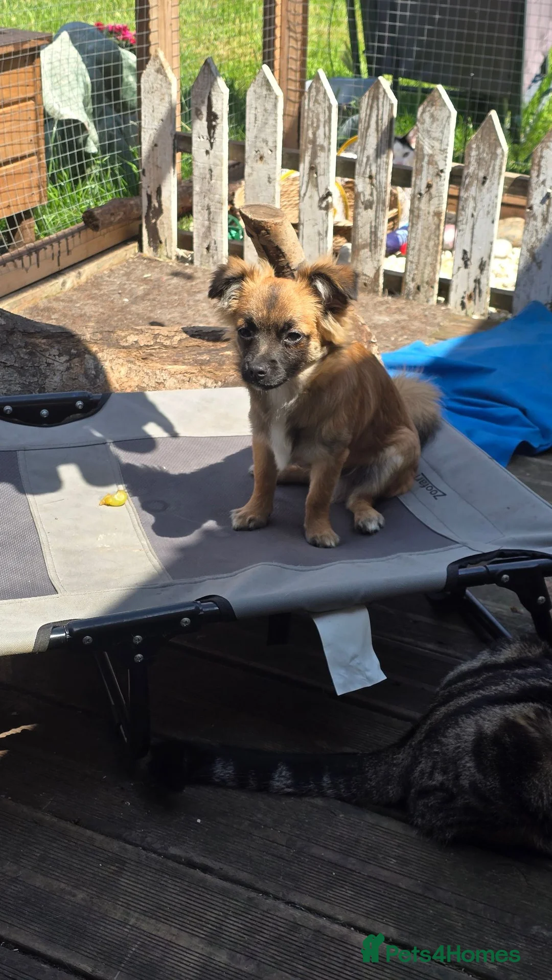 Chihuahua dogs for sale: Chihuahua  - Advert 1