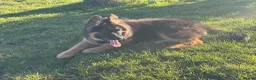 German Shepherd dogs for sale: LONG COATED GERMAN SHEPHERD GIRL  - Advert 10