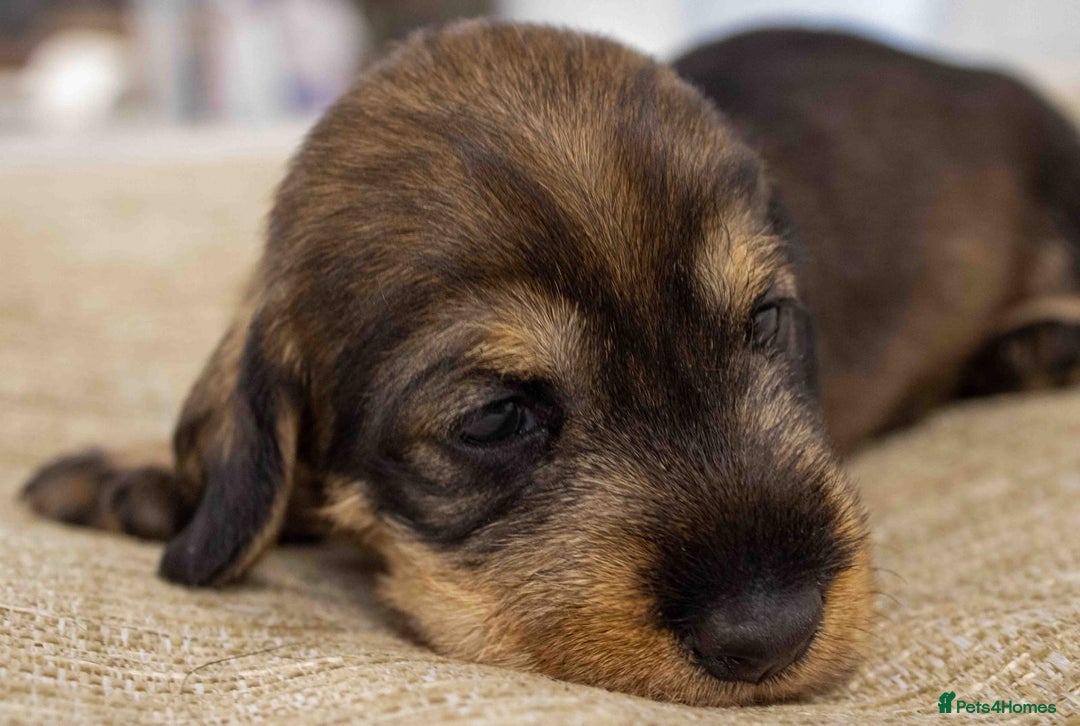 Dachshund dogs for sale: Wire Haired Dachshund Puppies - Image 2
