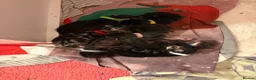 Mixed Breed cats for sale: Litter of 7 kittens  - Advert 6