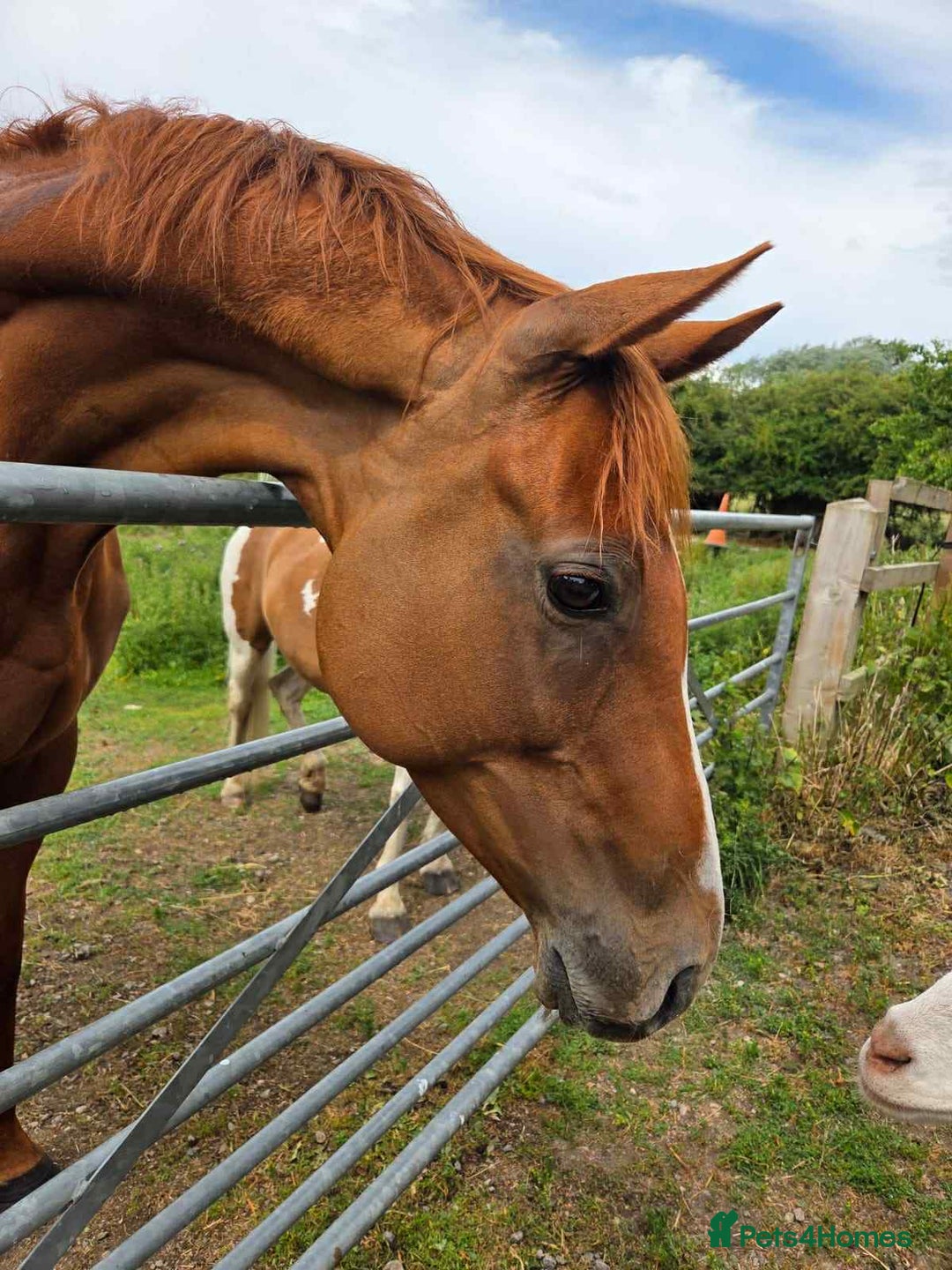 English Thoroughbred horses for sale: Chestnut Thoroughbred Mare - Image 4