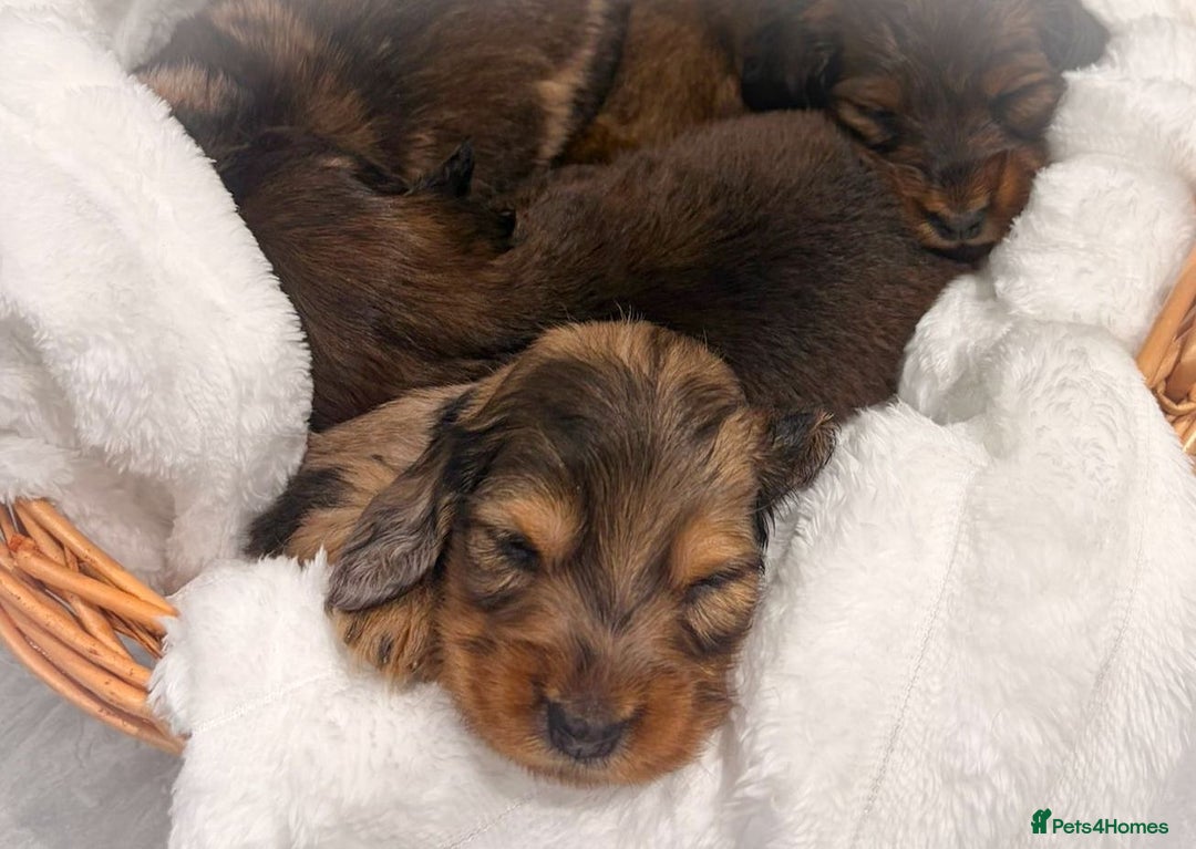 Miniature Dachshund dogs for sale: Quality Russian shaded red minis - Advert 6
