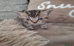 British Shorthair cats for sale: Kittens - Image 4
