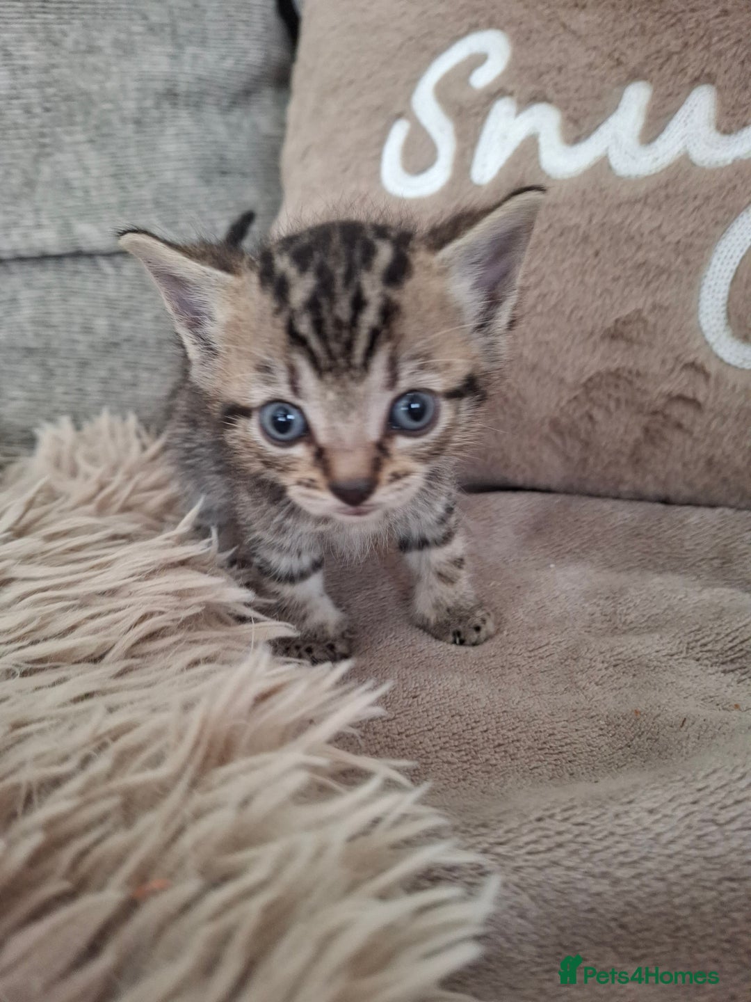 British Shorthair cats for sale: Kittens - Image 4