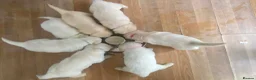 Golden Retriever dogs for sale: Cream and golden retriever puppies in Bristol - Advert 6