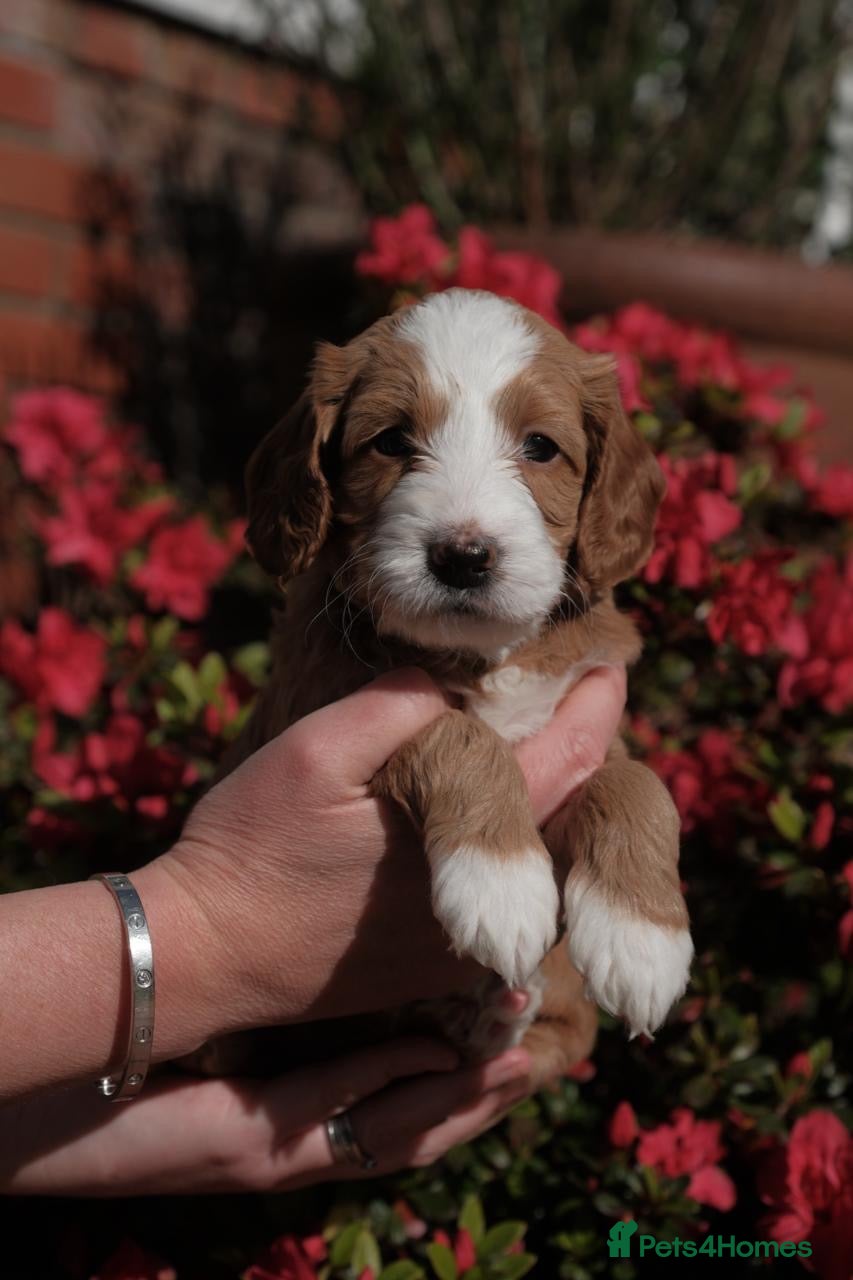 Goldendoodle dogs Australian Labradoodles RED/ WHITE TUX Girls  - Advert 7