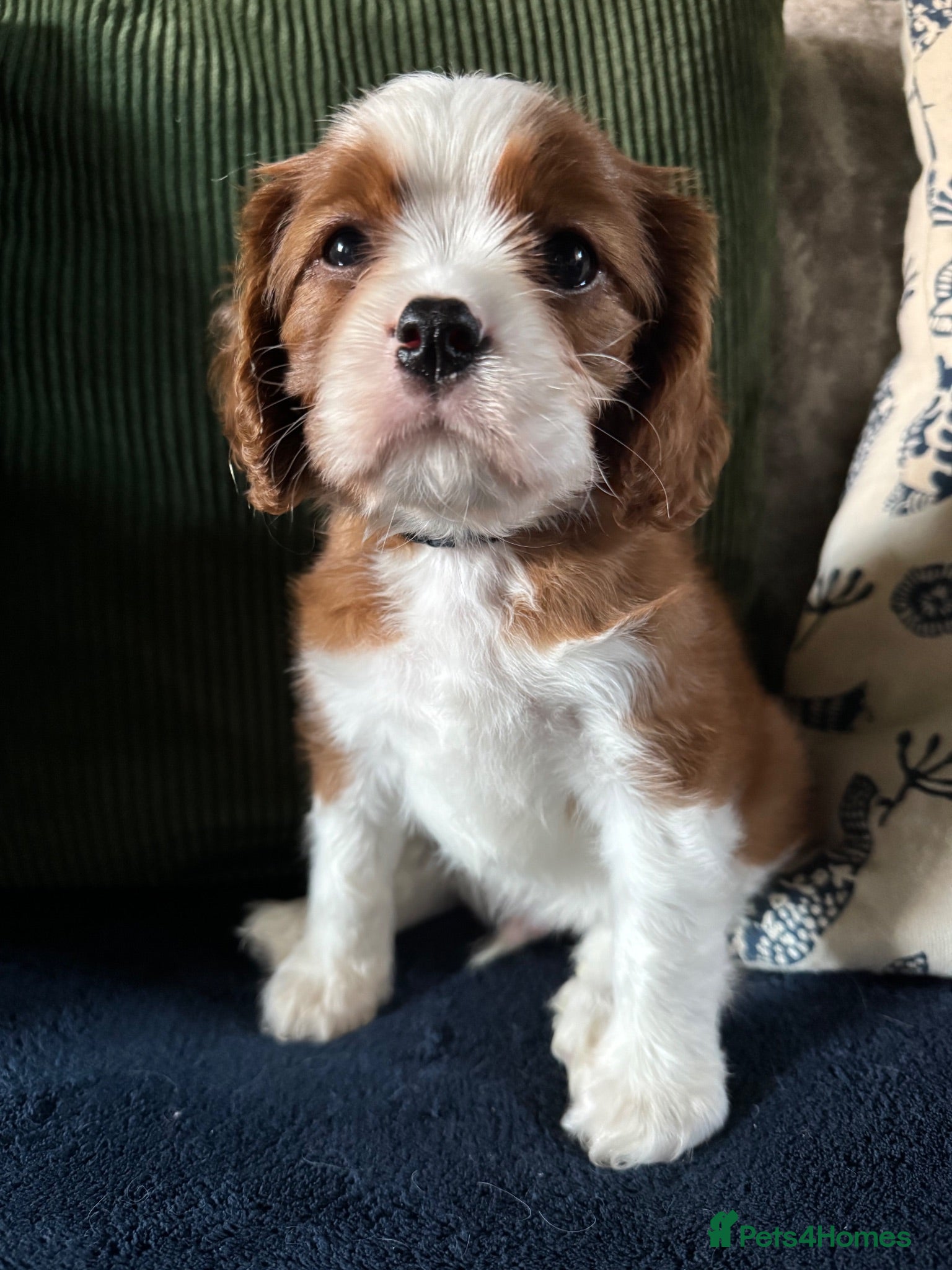 Cavalier King Charles Spaniel dogs KC Cavalier King Charles DNA 5* licensed home bred - Advert 1
