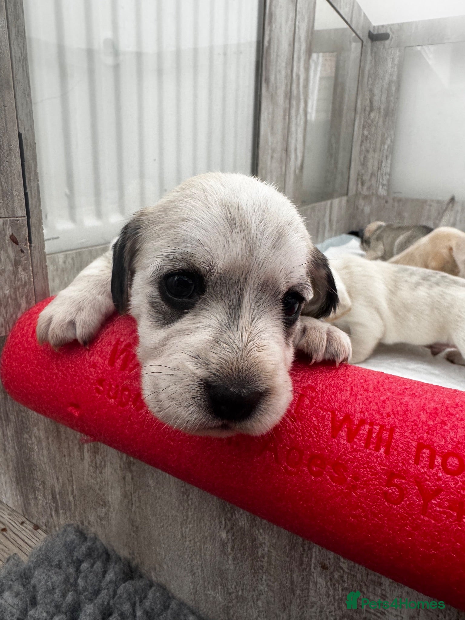 Mixed Breed dogs Cocker X Westie  - Advert 1