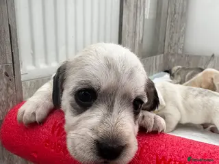 Mixed Breed dogs Cocker X Westie - Advert 1
