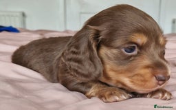 Miniature Dachshund dogs for sale: Long hair minature dachshunds - Image 7