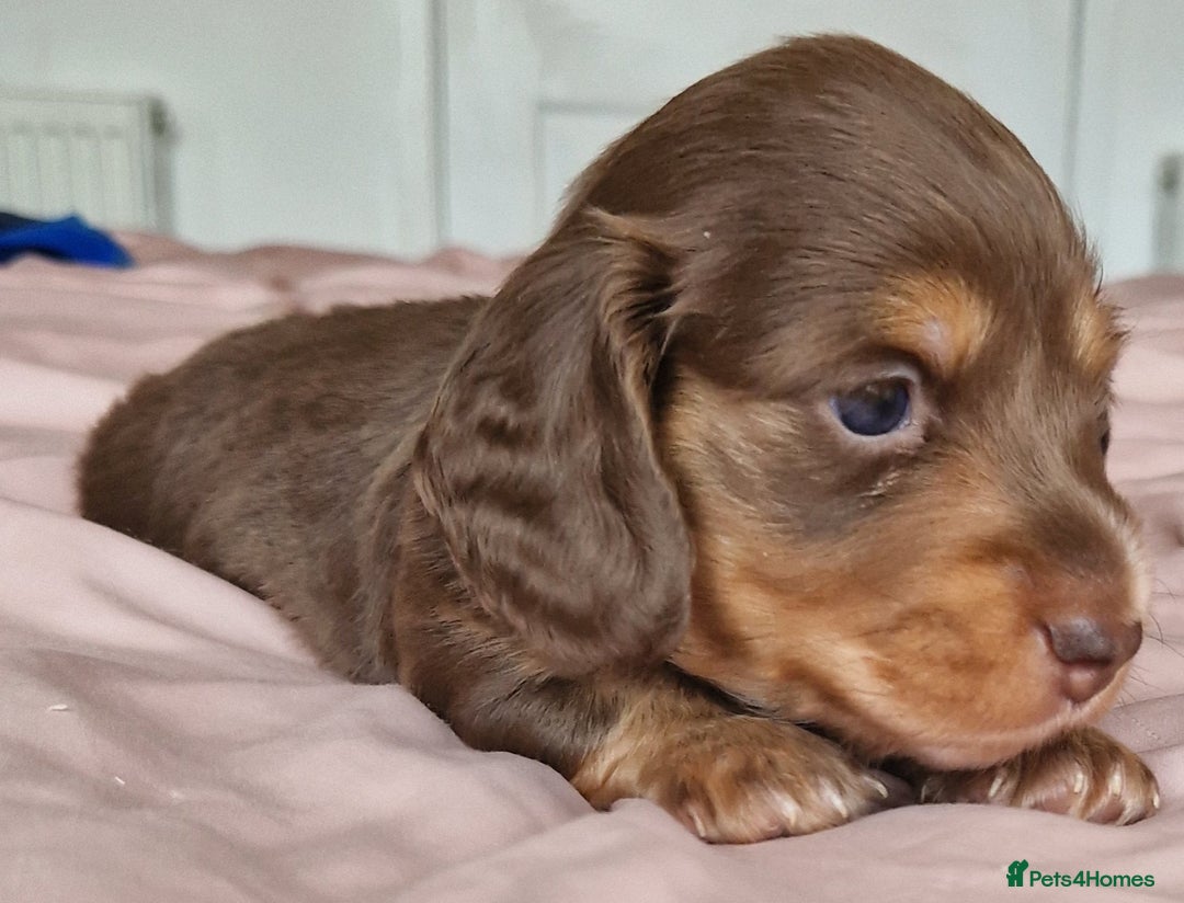 Miniature Dachshund dogs for sale: Long hair minature dachshunds - Image 7