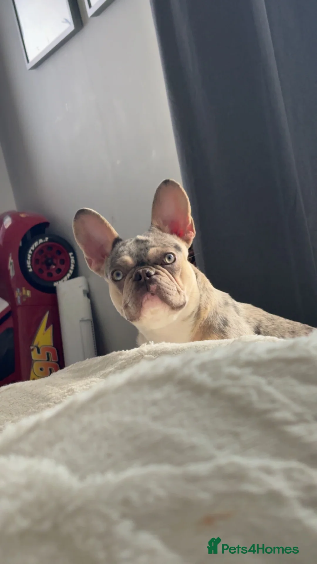 French Bulldog dogs for sale: female french bulldog - Advert 2