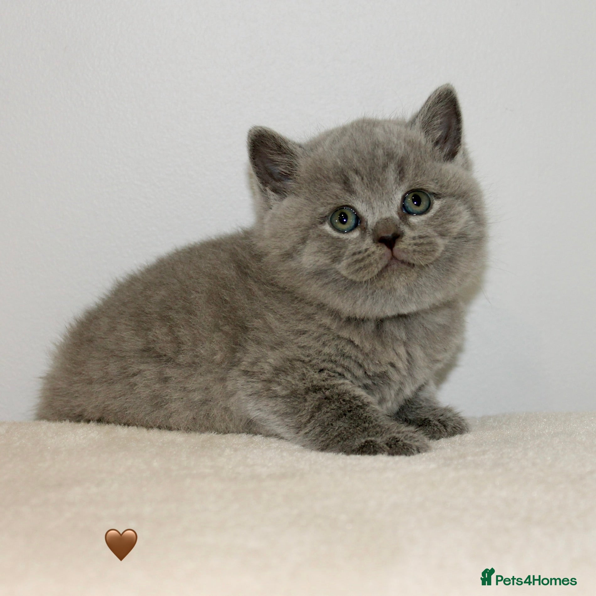 British Shorthair cats Gccf British Blue kittens  - Advert 1