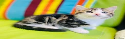 Mixed Breed cats for sale: Kittens for sale ,mixed breed, wonderful behaviour - Advert 24