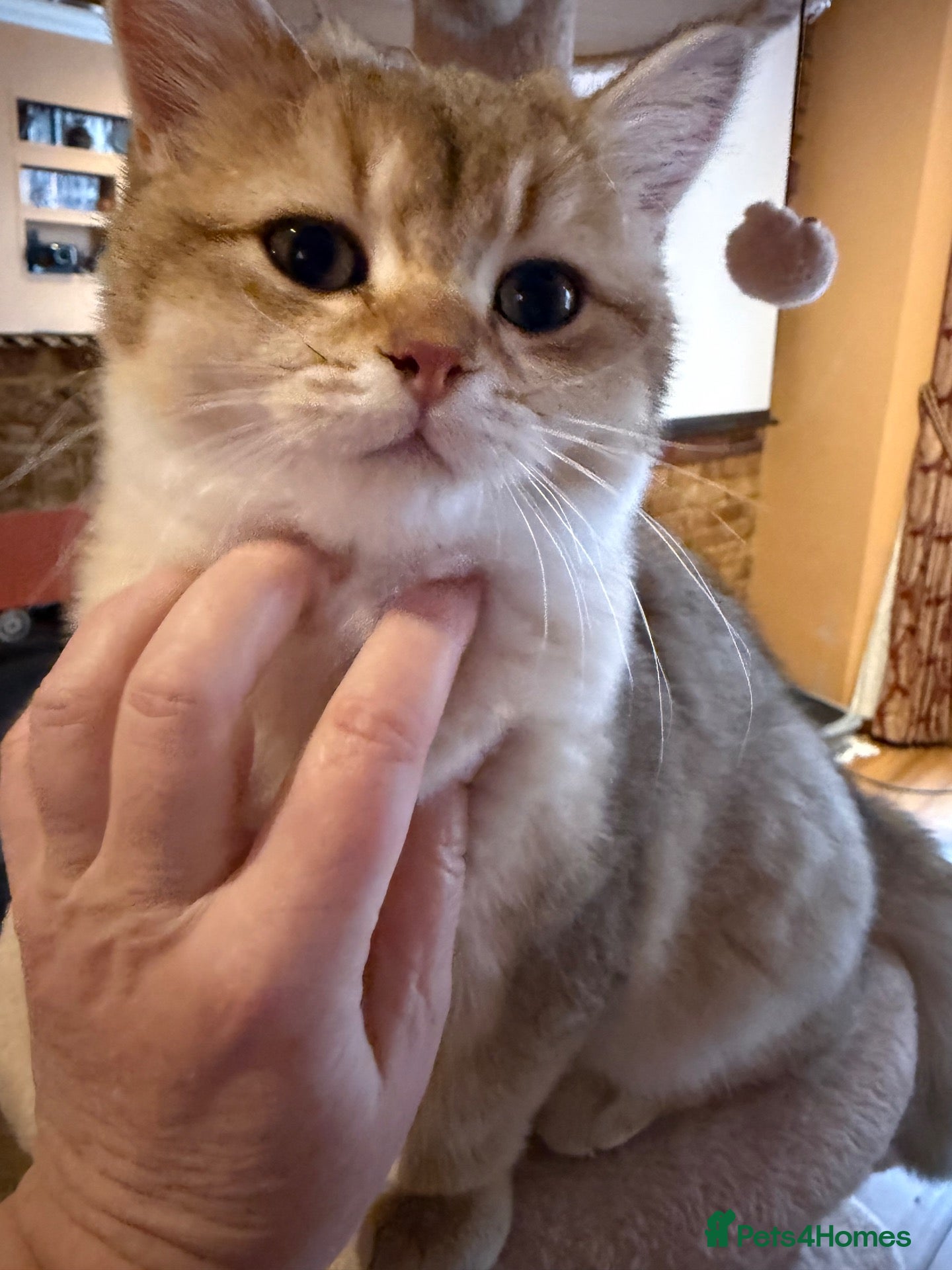 British Shorthair cats for sale: Ready Show Quality Golden Chinchillas - Advert 1