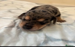 Mixed Breed dogs for sale: Unique mixed breed - Image 13