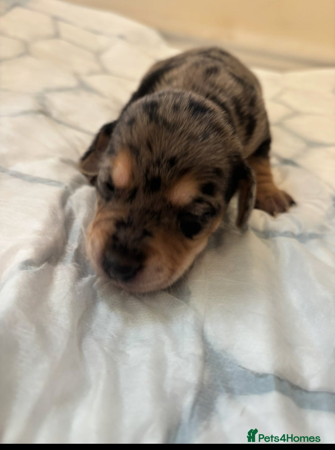 Mixed Breed dogs for sale: Unique mixed breed - Image 13