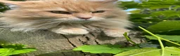 Maine Coon cats for sale: STUNNING MAINE COON - Advert 4