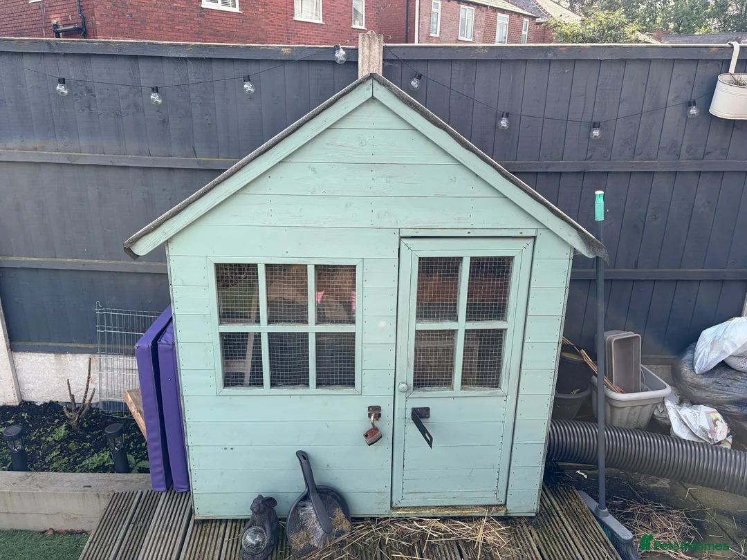 Mini Lop rabbits for sale: Male and female bonded pair of mini lop rabbits  in Bolton - Advert 6