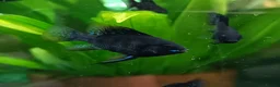 Cichlids fish for sale: Dark knight and golden cichlid rams - Advert 1