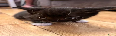 Penelope 