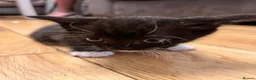 Mixed Breed cats for sale: 4 lovely kittens  - Advert 9