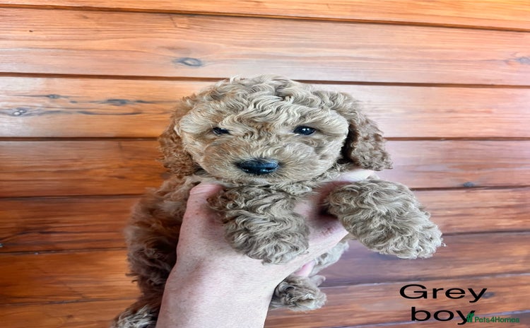 Cockapoo dogs - Advert 13