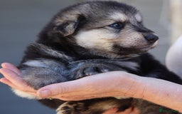 German Shepherd dogs for sale: Adorable GSD pups, straight back line, KC reg - Image 18