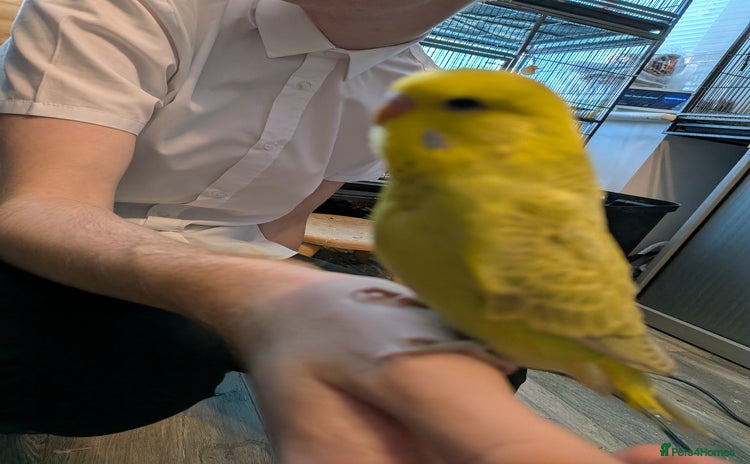 Budgerigars birds - Advert 8