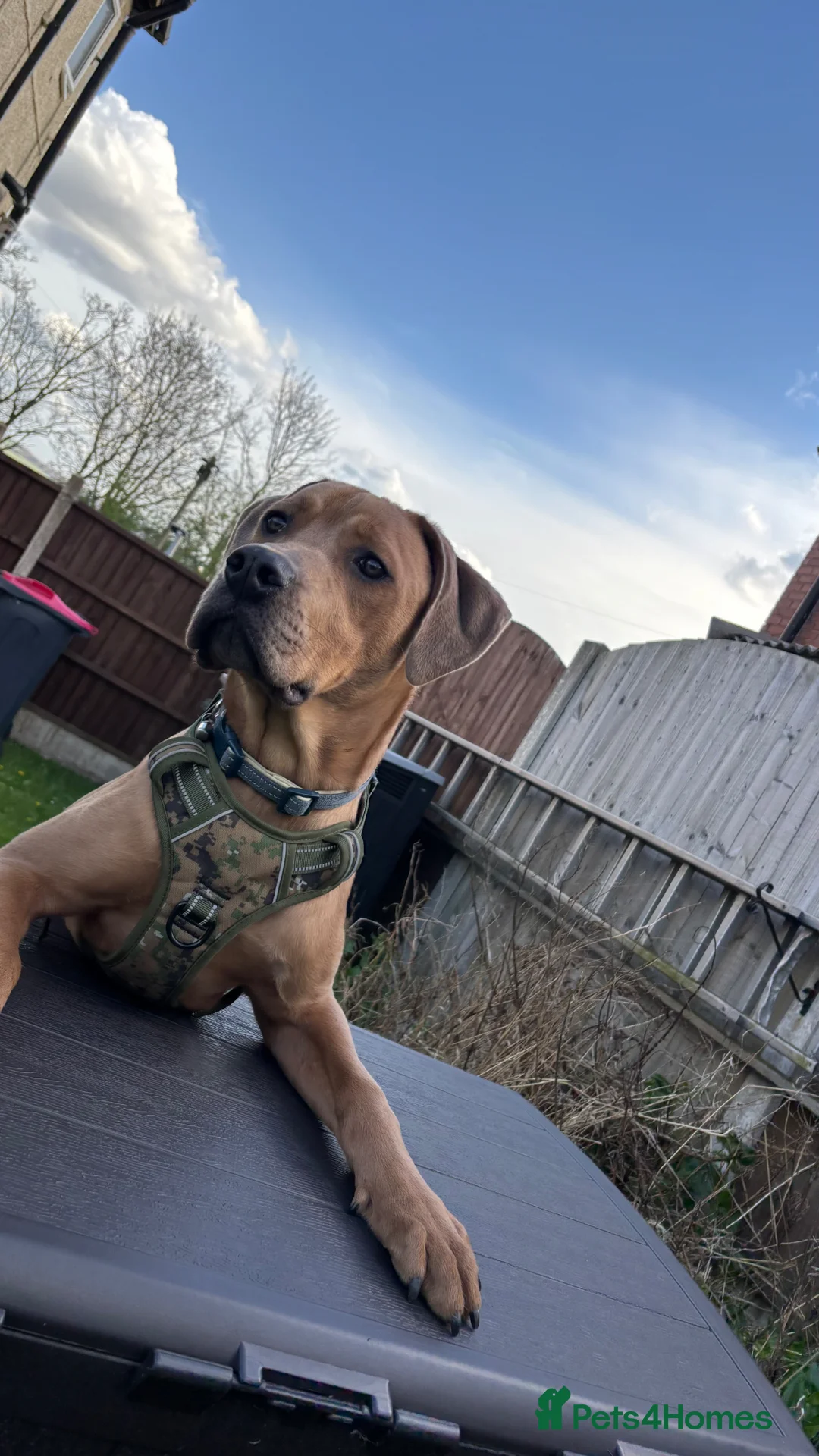 Mixed Breed dogs for sale: Oscar  in Rotherham - Advert 11