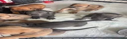 Mixed Breed dogs for sale: Cane corso X lab - Advert 3