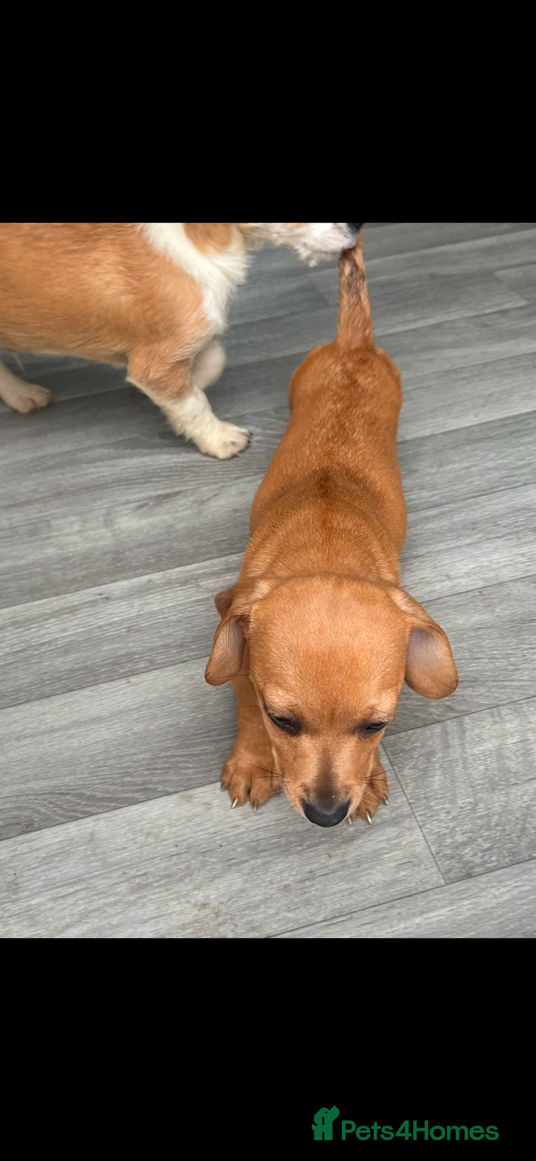 Mixed Breed dogs for sale: Jack Russell puppies ready to leave  - Advert 14