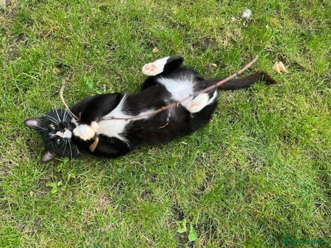Mixed Breed cats for adoption: Buttons  - Image 2