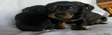Miniature Dachshund Puppy 1